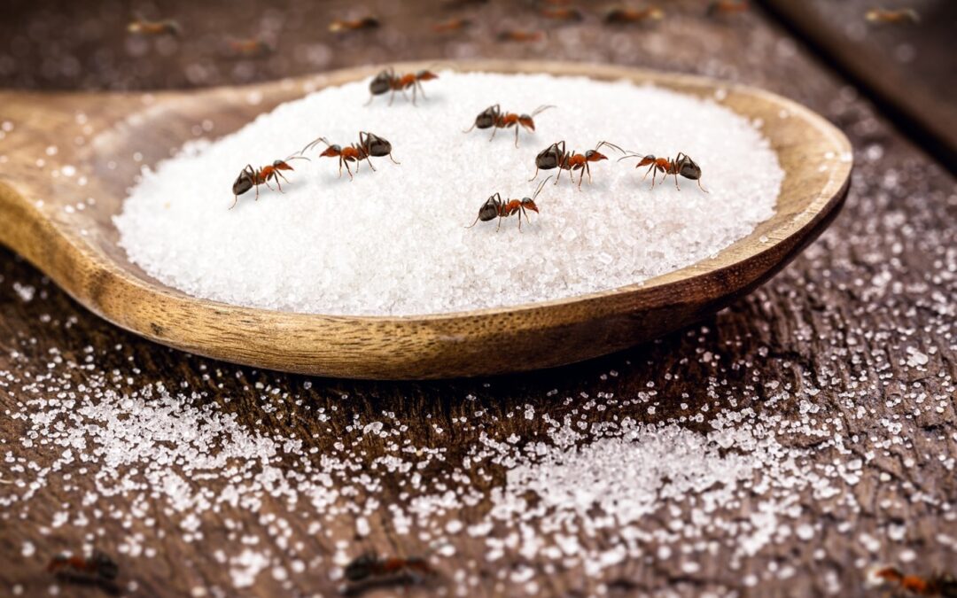 Who Is Responsible For Pest Control Eradication In HMO Rentals?